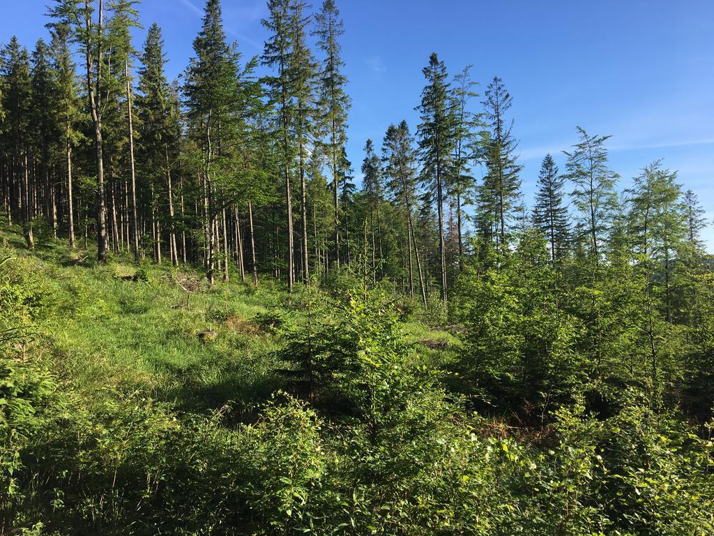 Agroturystyka Lesny Zakatek Stryszawa Buitenkant foto